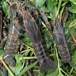 澳洲淡水龙虾 龙虾活体鲜活 澳龙养殖基地批发供应