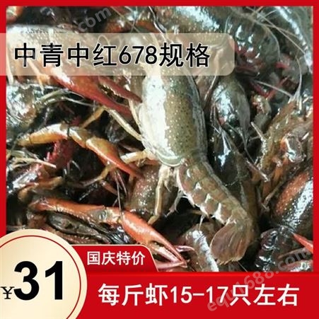 十一期间 鲜活小龙虾降价  大青大红678钱规格31元每斤 楚淼水产正常营业  欢迎购买