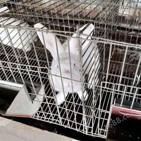 阶梯式商品兔笼报价 定制 加粗肉兔笼 养殖铁丝兔笼批发