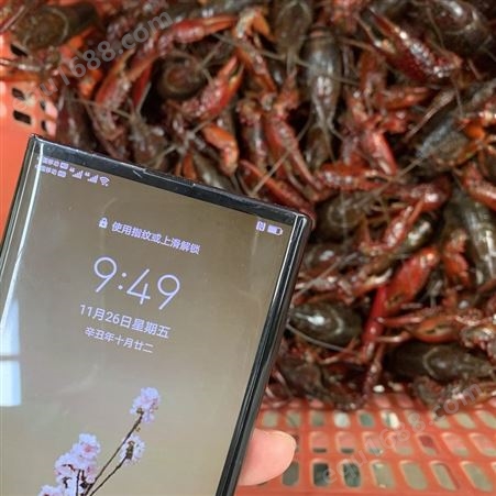 21年11月26号中青/中红456规格小龙虾质量品质一览 全年供应 捏空壳保证质量