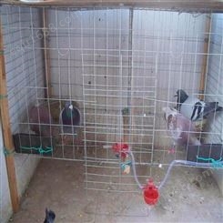 鸽笼生产厂家 鸽笼养殖笼具 鸽子笼价格 广旺