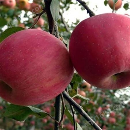片红苹果 80以上红富士 脆甜多汁肉质细嫩 昊昌农产品