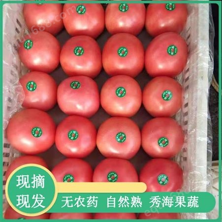 山东硬粉西红柿 秀海果蔬 营养价值高 配菜白搭 肉质鲜美