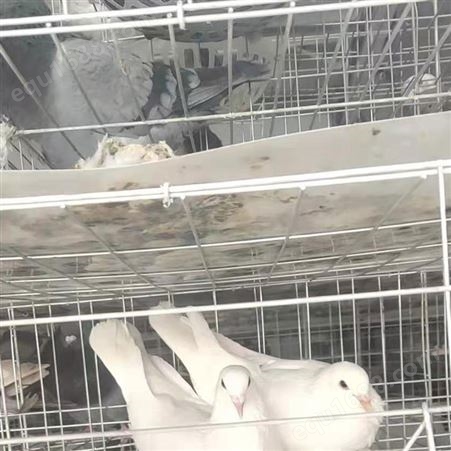 鸽子笼 厂家批发 信鸽养殖笼具 镀锌三层鸽笼