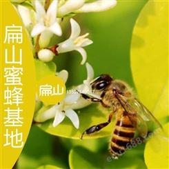 广东蜂蜜养殖技术培训基地 梅县东莞惠州野生土蜂巢蜜格子蜜