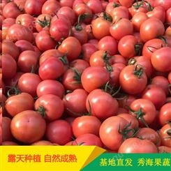 山东西红柿种苗出售 秀海果蔬 批发山东西红柿 量大价优