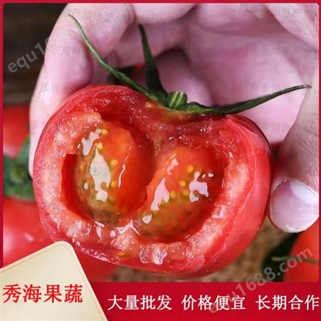 现摘农场直销硬粉西红柿 新鲜水果 农家生吃大番茄