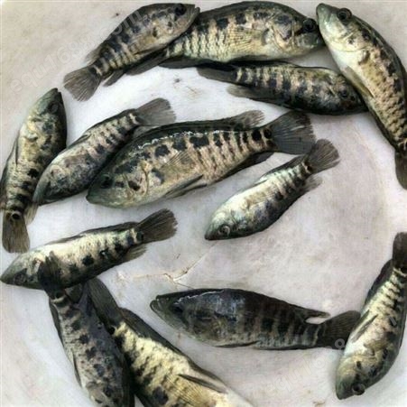 鱼场淡水石斑鱼苗大量批发 良种水产中心全国销售抗病力强鱼苗 量大从优
