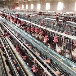 四层蛋鸡笼 自动加粗鸡笼 镀锌鸡笼厂家 养殖场鸡笼