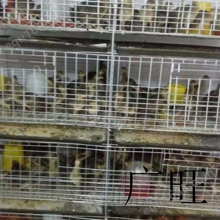 厂家 鸡笼批发 蛋鸡笼 层叠式养殖肉鸡笼