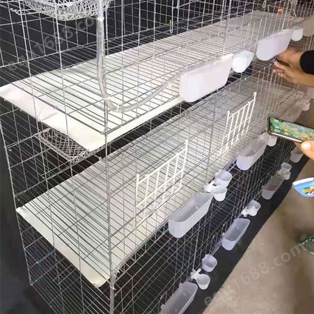 养殖鸽子笼 大号加粗加密信鸽笼 鸽子养殖笼具 可定做