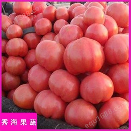 大红品种高产西红柿 秀海果蔬 高产西红柿 海量