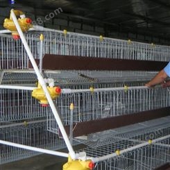 加工定制 五门多层蛋种鸡笼 鸡笼厂家生产 三层阶梯式鸡笼
