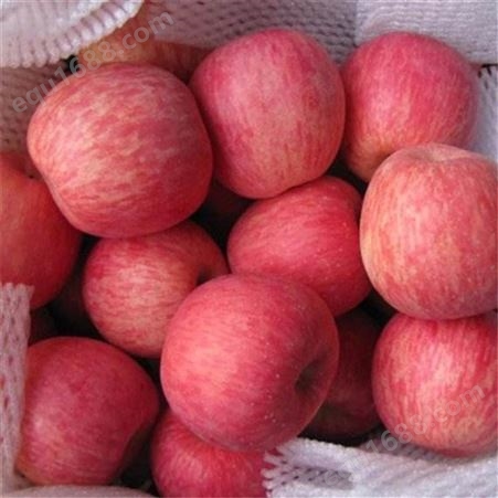 纸袋红星苹果 条纹红富士 可带皮吃果韵浓郁 昊昌农产品