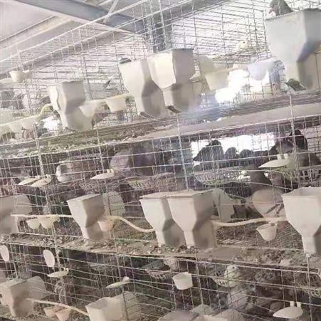 厂家定制 信鸽笼 肉鸽笼价格 养殖场用鸽笼 三层笼子
