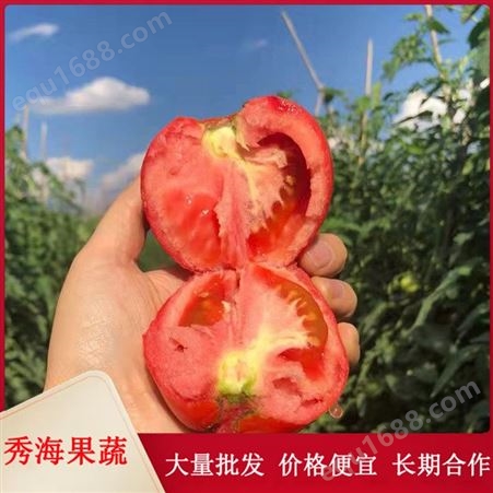 硬粉西红柿 露天种植自然熟 新鲜采摘发货