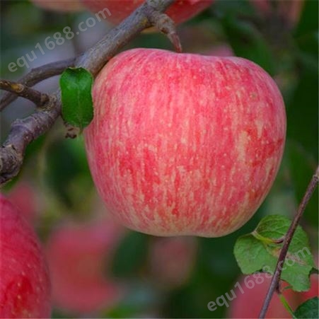 红星苹果 片红红富士 口感酥脆外形圆润 昊昌农产品