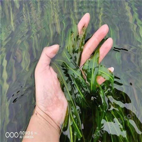娇荷 轮叶狐尾藻  沉水植物  河道水体绿化 工程易成活
